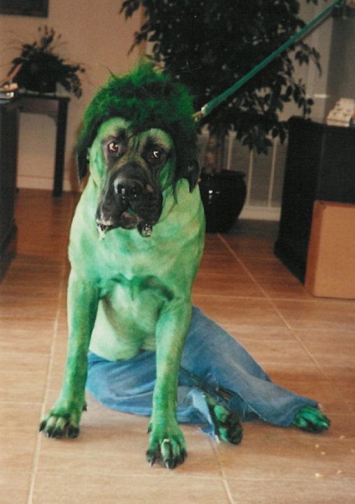 Howie’s Halloween Dog Costume Photo Contest Winners - Happy Howies